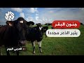 مخاوف في البرازيل وحظر صادرات اللحوم هل ينذر جنون البقر بخطر حقيقي مخاوف في البرازيل وحظر صادرات اللحوم هل ينذر جنون البقر بخطر حقيقي
