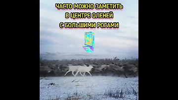 ЗАЧЕМ ОЛЕНИ БЕГАЮТ ПО КРУГУ / РЕДКИЕ ЖИВОТНЫЕ / ЖИВОТНЫЕ / УДИВИТЕЛЬНЫЕ / Я ржал до слез