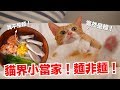 貓界小當家！貓的麵非麵！【貓副食食譜】好味貓鮮食廚房EP159