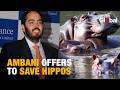 India Steps In: Ambani Proposes Safe Haven for Escobar’s Hippos Facing Cull in Colombia