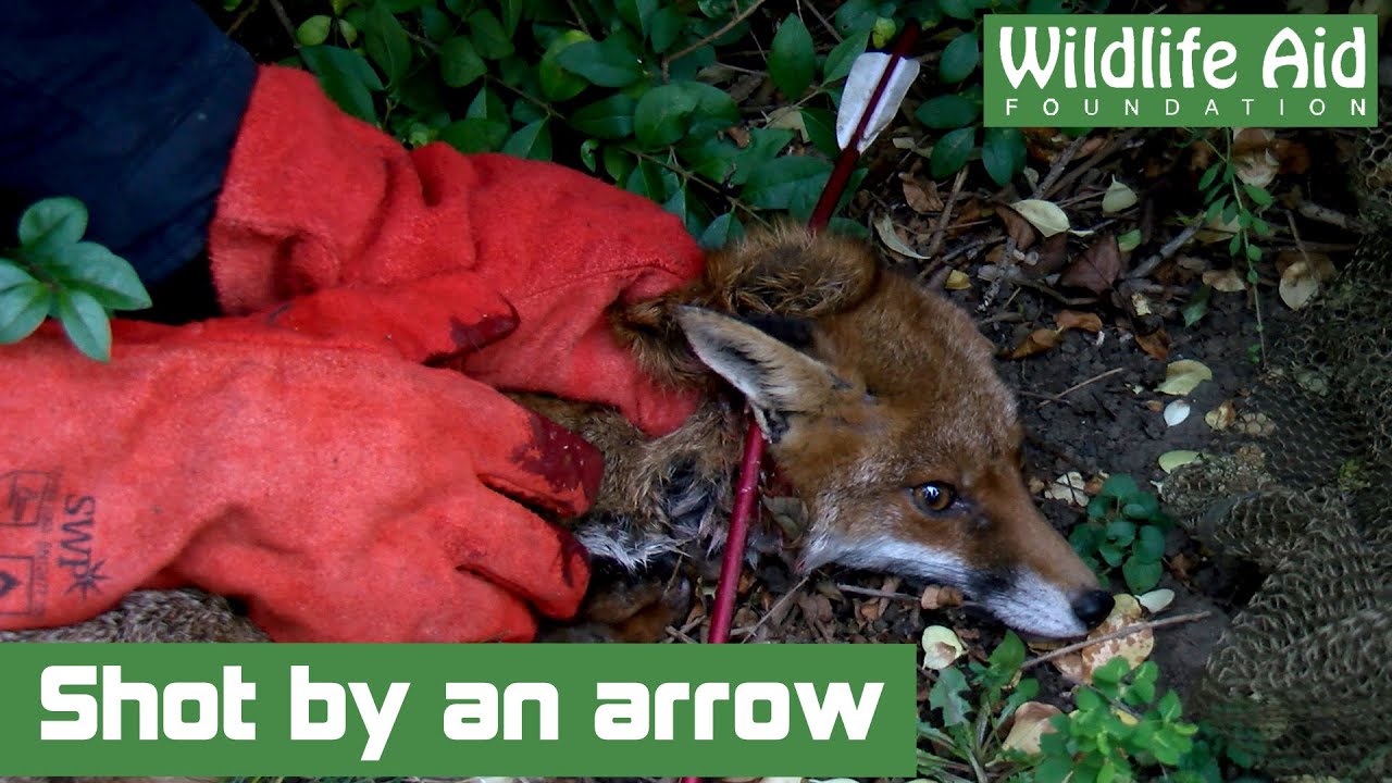wildlife sos facebook Fox Victim of Horrific Cruelty