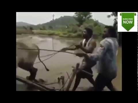 kiki-dance-challenge-by-funny-indian-farmer