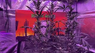 Grow off plants for the Deadievol Genetics are coming along great!!!