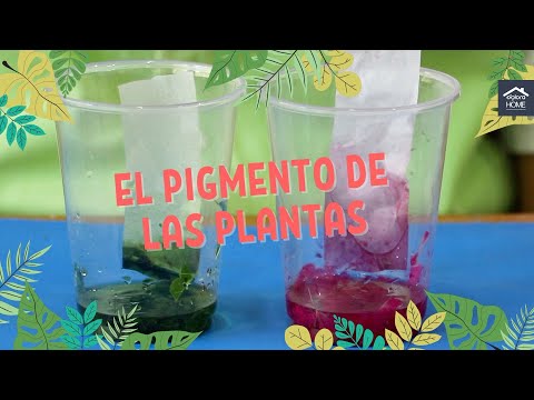 Video: Cómo hacer tinte a partir de pasto: extracción de tinte de plantas de pasto