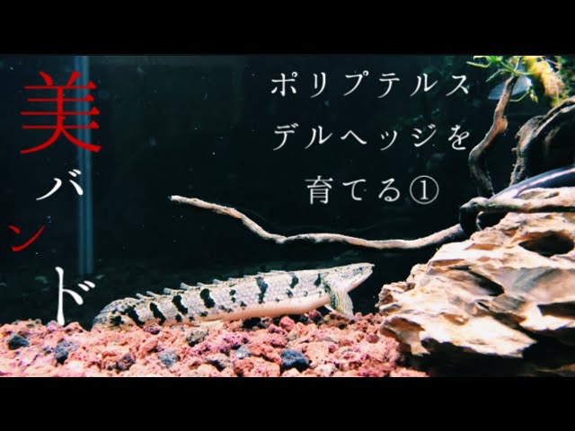 アクアリウム】ポリプテルス・デルヘッジを育てる①やっと見つけた綺麗