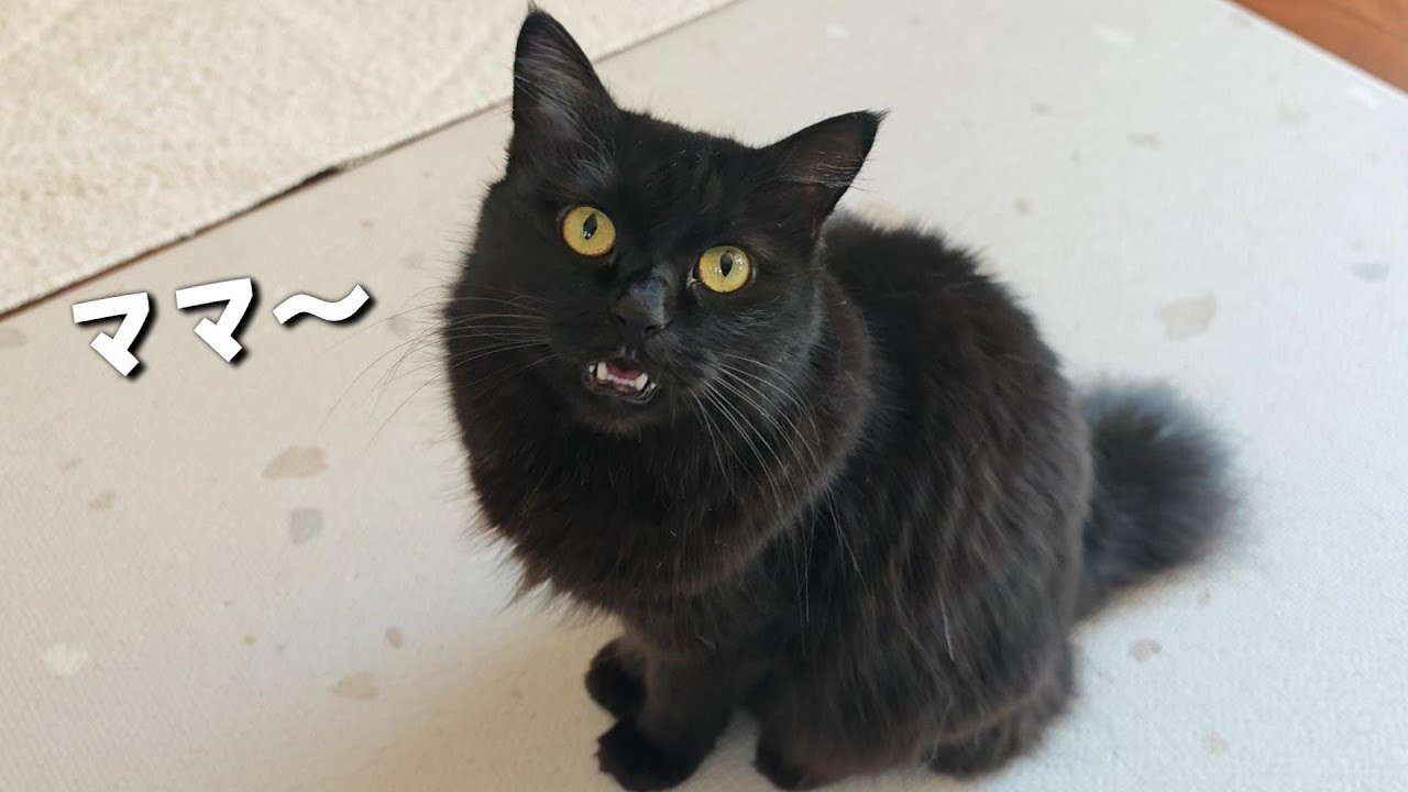 態度がコロコロ変わるツンデレ猫に振り回されています　