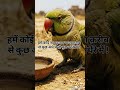parrot video 👍👍🥰