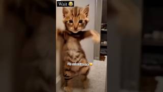 _नकलची बिल्ला 😼 #video #funny #billa #viral #comedy #dancerehearsal #like #dance #famousshorts