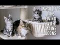 What It's Like Living with Maine Coons (Parts 1-3)