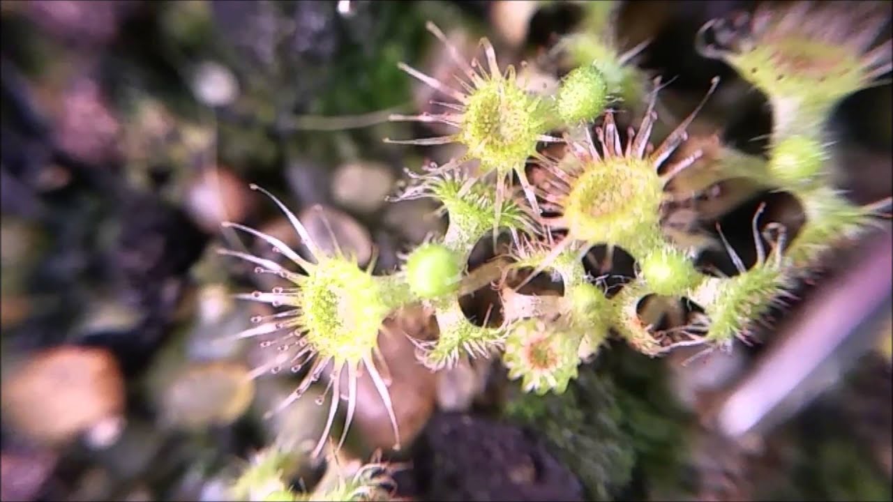 Drosera glanduligera snap tentacles