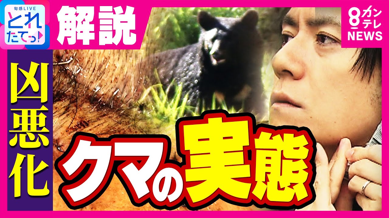【異常】”4人死傷”過去最悪のクマ被害 額に傷残る被害者が語るリアル 熊は市街地に出没する「異常な状態」に 苦悩する猟友会の実情を青木源太キャスター取材｜旬感LIVE とれたてっ！〈カンテレNEWS〉