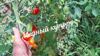 Море/ Оливковая роща/Масло/ Виноградник/Сливовый  пирог.