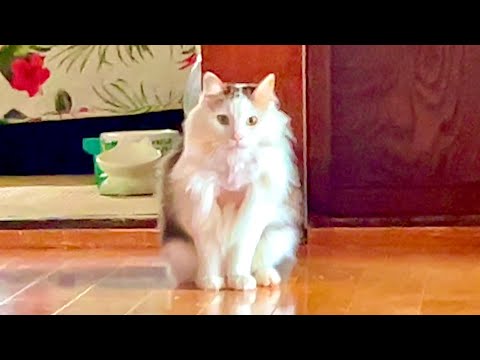 何があった！？モフ猫の胸毛に異常が。。