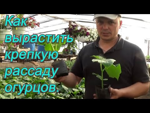 Как мы выращиваем крепкую рассаду огурцов - два хороших способа!