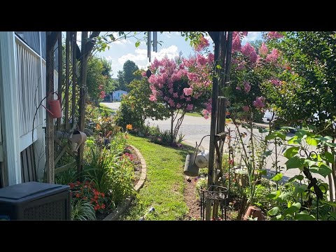 Video: Mi Jardín Es Mi Vida De Verano