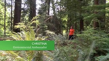 How to measure a tree