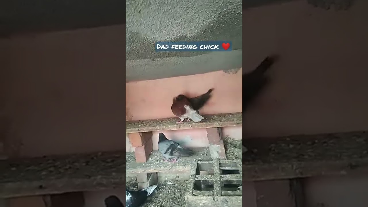 Dad feeding chick pigeon|Hommer|rock pigeon|01 06 22