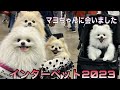 インターペット2023を家族で楽しく紹介していきます