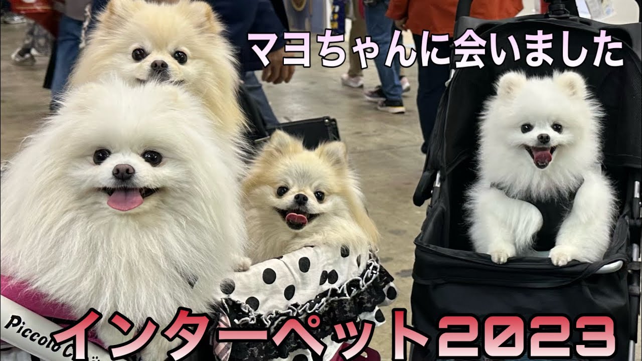 インターペット2023を家族で楽しく紹介していきます