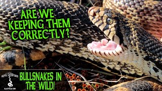 BULL SNAKES IN THE WILD! (are we keeping them correctly?)