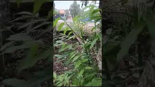 Wet Dondong Lurpohonbuah pohon kedondong