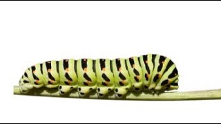 ITSM Crowd 99 - Evolution of ITSM: DevOps and Change Management