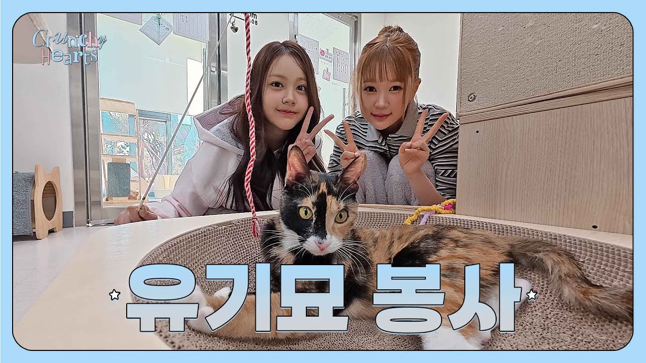 뚱냥이ฅ부터 아이돌냥ฅ까지 고양이들 만나고 왔어요 °ʚ₍^. .^₎⟆ɞ° | Crunchy Hearts EP.13