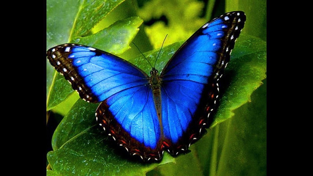 Beautiful Butterfly Video 100