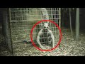 They recorded it in congo jungle and no body could believe it