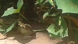 Animal Attack Frog Vs Iguana