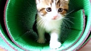 Funny Kitten Oliver really wants to communicate