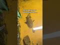 The life of my Pet Red Tail Catfish…