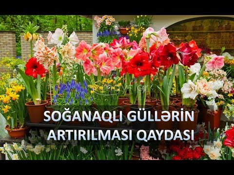 Soğanaqlı güllərin artırılması. 1 soğandan 4 soğan aldım.