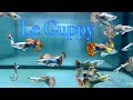 Le guppy floraquatic