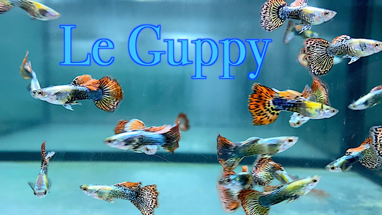 Le Guppy Floraquatic