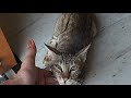 Pet's cute video is live