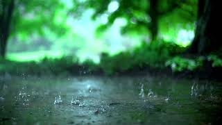 Slow Motion Rain Stock Footage No Copyright Video Romance Post Bd