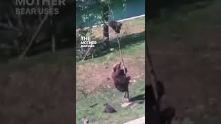 This baby bear is STUCK in a tree and the MOTHER tries to SAVE him! #shorts