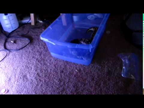 Ball Python Striking at Me