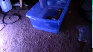 Famous Ball Python Striking at Me Profile