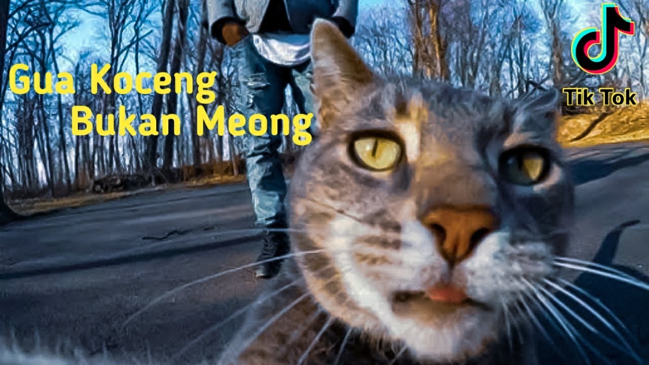 Viral kucing lucu bermain tik tok YouTube