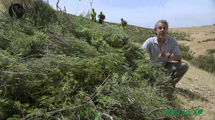 Rosemary Harvest in Morocco