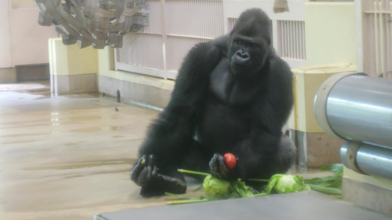 The most popular is watermelon 🍉 Higashiyama Zoo Gorilla 202507