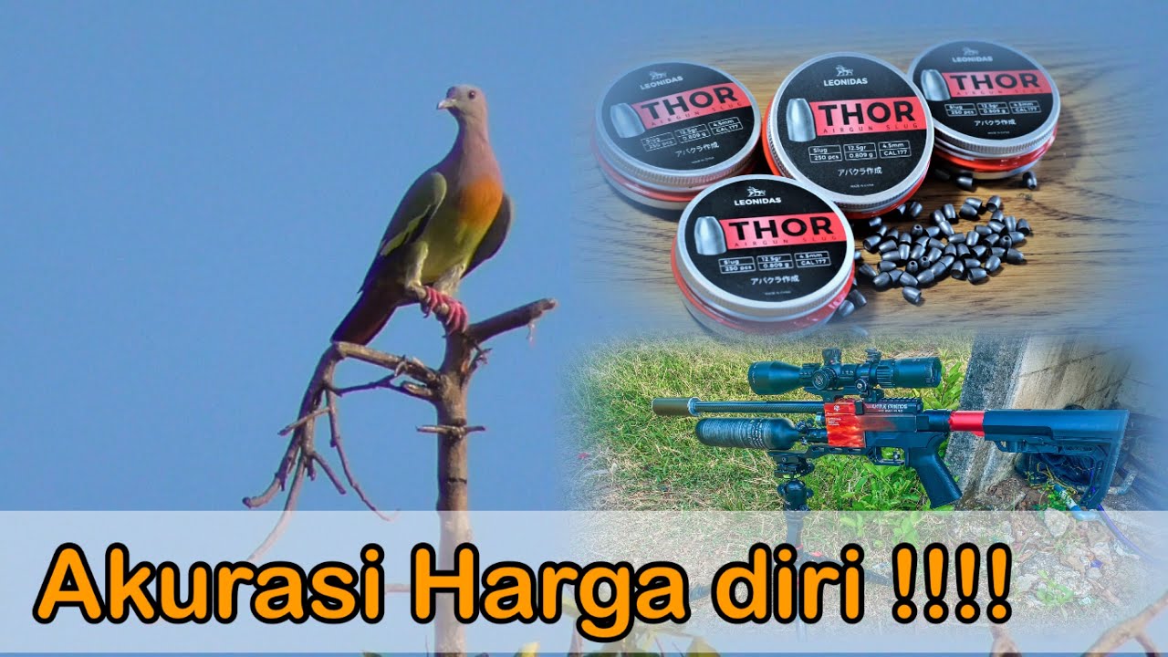 Slug Thor Berburu punai jumbo || riview mimis slug thor - YouTube