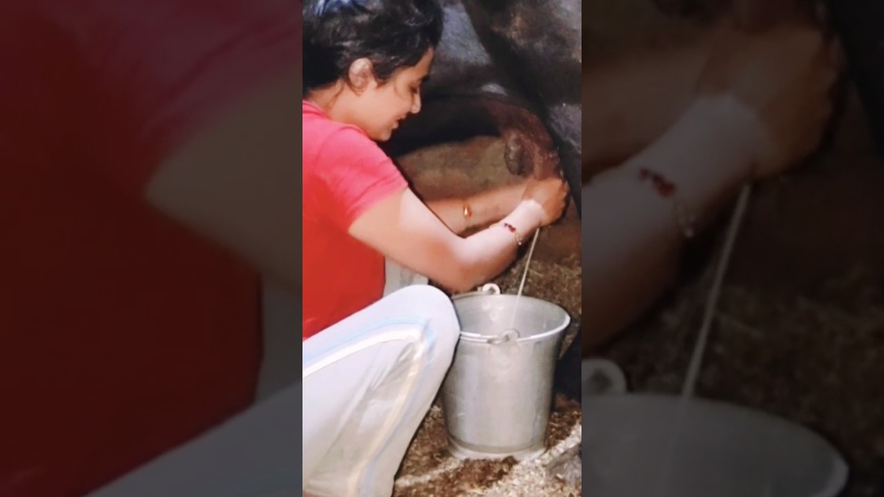 buffalo milking video