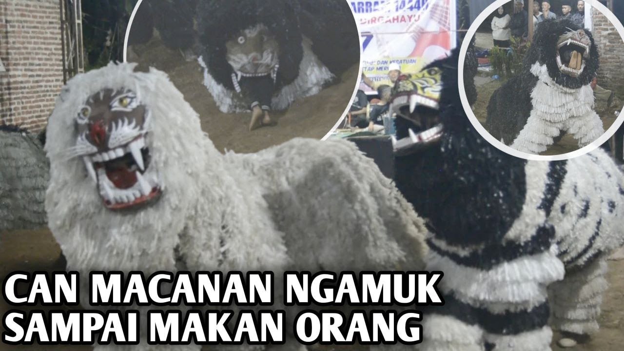 CANMACANAN NGAMUK SAMPAI MAKAN ORANG | ATRAKSI PALING NGERI | KEBUDAYAAN TRADISIONAL BONDOWOSO