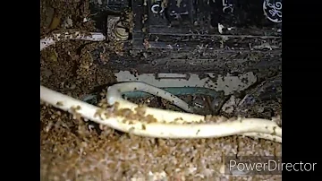 Como se livrar de ninho de formiga?