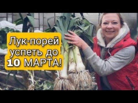 УСПЕВАЙТЕ ПОСЕЯТЬ ЛУК-ПОРЕЙ ДО 10 МАРТА  Светлана Самойлова