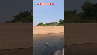 ఫలితం లేకున్నా మనం అనుకున్నది సాదించాలి #fishing #youtubeshorts#balu fishing #shortvideo #big #fish
