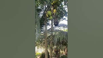 Mít thái trồng bằng hạt #shorts